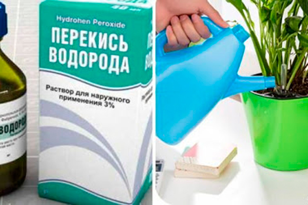 Перекись водорода для комнатных цветов — бальзам в зимнее время!
