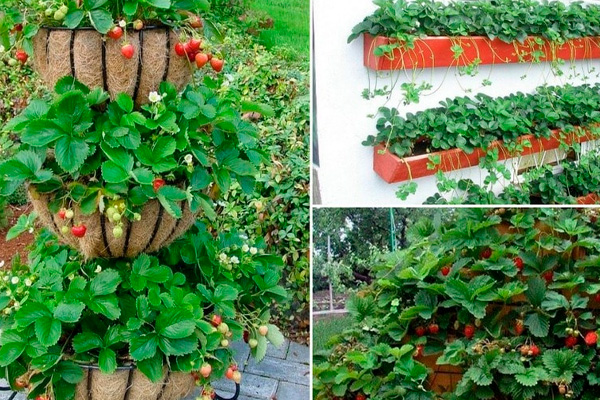 20+ крутых идей для вкусного клубничного лета