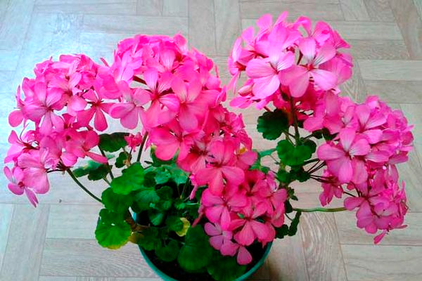 Маленькие зонтики на подоконнике: лучшие сорта карликовой пеларгонии