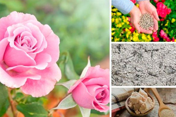 Чем подкормить садовые цветы осенью, чтобы весной они пышно зацвели