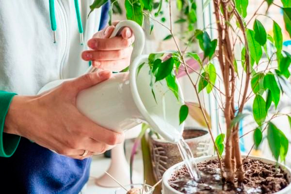 5 ошибок в поливе комнатных растений, из-за которых цветы чахнут и вянут