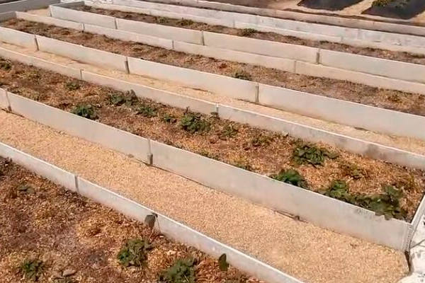 Узкие грядки по методу Лядова. С такими грядками будете спешить на дачу с радостью