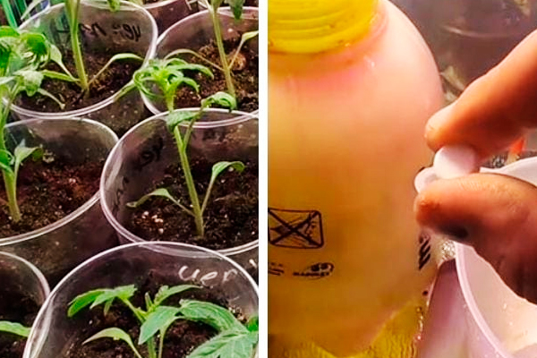 Рассада перестанет вытягиваться, зазеленеет, станет коренастой и крепкой. Всего 1 таблетка на 1 литр воды